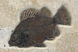 Green River Fossil Fish Display with Mioplosus Aspiration! #295648-9
